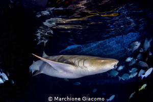 Nurse sharks at sunset, they approach the reef in search ... by Marchione Giacomo 